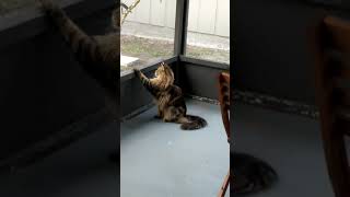 Maine Coon Chirping at Birds [upl. by Leahcam687]