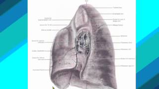 2 Mediastinal surface of Rt lung د  احمد مصطفى كمال [upl. by Claudy]