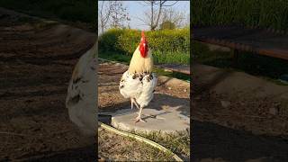 ROOSTER 🐓 Video ROOSTER Music Rooster Voice Rooster Song video [upl. by Nwahsek312]