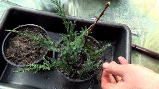 HOW TO GROW PLANTS FROM CUTTINGS  CYPRESS TREE PROPAGATION [upl. by Julian473]