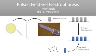 The Principle of Pulsed Field Gel Electrophoresis PFGE [upl. by Brandice950]