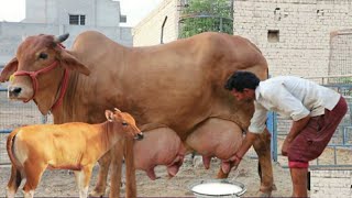 Highly Milking Biggest Udder Cows and Buffalos  How To Increase Milk and Udder size of Cows [upl. by Linehan]