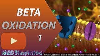 Beta Oxidation of Fatty acids Made SimplePart 1 [upl. by Melamie780]