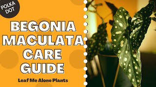 Polka Dot Begonia Begonia Maculata Plant Care Guide For Beginners [upl. by Krutz612]