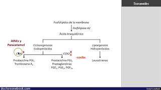 Antiinflamatorios No Esteroideos y Paracetamol [upl. by Nnyla]