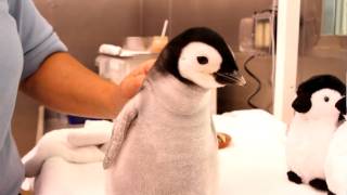 A monthold 2pound emperor penguin gets feeding [upl. by Eiderf]