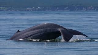 Vivez lexpérience dune croisière aux baleines au parc national Forillon [upl. by Ehtnax]