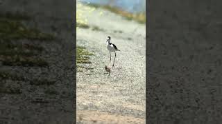 Blacknecked Stilt Babies Part 1 Crossing the Road [upl. by Meredith]