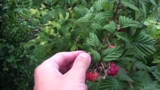 Récolter les framboises  Astuce jardin et potager [upl. by Larimore827]