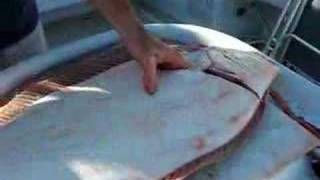 How to fillet Halibut [upl. by Airetahs124]