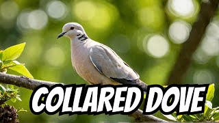 Collared dove [upl. by Oirramed]