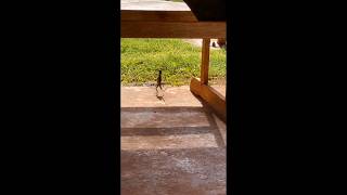 Lizards running in a funny way🤣🤣🤣🤣 funny lizards youtube shorts [upl. by Adnat843]