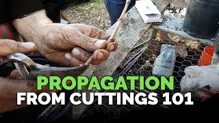 Propagating From Cuttings 101 [upl. by Lavro241]