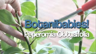 Peperomia Obtusifolia Plant Care and Propagation [upl. by Pegeen]