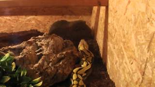 Tiger retic Netzpython vs Meerschwein  guinea pig [upl. by Hendon]