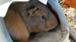 Guinea Pigs Chilling In The Guinea Pig Room [upl. by Akiraa]