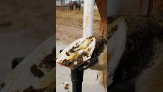 Deformed hoof receiving care neglected horse hoof asmr satisfying [upl. by Etienne650]