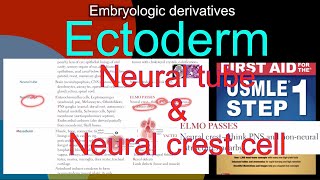 Embryologic derivatives Ectoderm Neural tube amp Neural crest cell in HindiUrdu by first aid [upl. by Afaw]