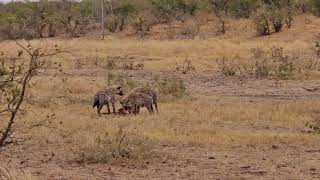 Kruger National Spotted Hyenas with a Duiker kill and they dont like sharing 🐾 [upl. by Venice]