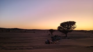 البحث عن النباتات  مع ليلة هادئة بواد الصفاية Plant Search  With a Quiet Night in Wadi AlSafaya [upl. by Adnolat]