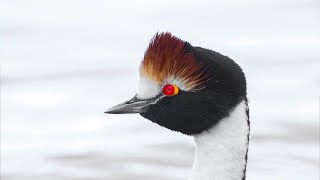 Tango in The Wind Hooded Grebe [upl. by Umont]