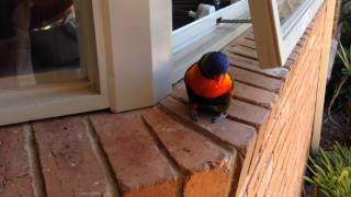 Rainbow Lorikeet talking sooky [upl. by Ayek266]