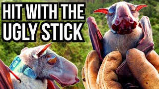 5 Of The Ugliest Animals In The World  Hit With The Ugly Stick [upl. by Wobniar763]