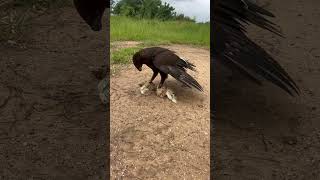 Amazing hawk eagle hunting bird youtube birdhunting youtubeshorts hunting birds youtuber [upl. by Klingel]