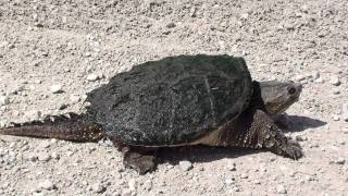 Snapping Turtle Chelydridae Chelydra serpentina on Road [upl. by Lora]