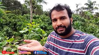 leeches How to Easily remove the leeches using SALT  ಜಿಗಣೆಗಳನ್ನು ಸುಲಭವಾಗಿ ತೆಗೆದುಹಾಕುವುದು ಹೇಗೆ [upl. by Fridlund]