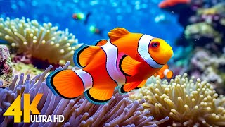 Aquarium 4K VIDEO ULTRA HD 🐠 Beautiful Coral Reef Fish  Relaxing Sleep Meditation Music [upl. by Eak]