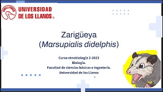 Conoce más de la zarigüeya Marsupialis didelphis [upl. by Eaneg23]