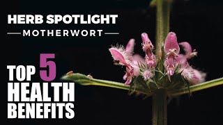 TOP 5 BENEFITS OF MOTHERWORT  HERB SPOTLIGHT [upl. by Arabrab]