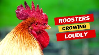 Roosters Roaring Urban Chicken Symphony [upl. by Sig102]