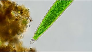 Closterium  Barium Sulfate Crystals and Cyclosis [upl. by Saxena]