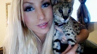 African Serval Kitten [upl. by Tamiko]