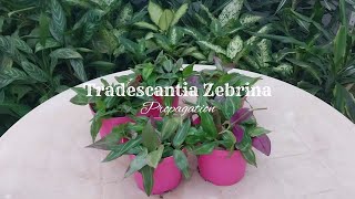 Tradescantia Zebrina Propagation  Wandering Jew Plant [upl. by Vedis]