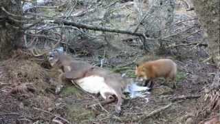 Red fox eating an Anticosti buck [upl. by Hill]