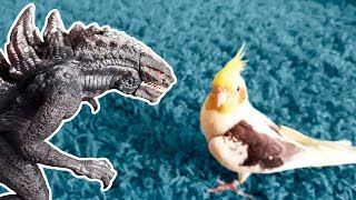 DinoMania  Zilla vs Cockatiel  Monsters Fight [upl. by Aneelak252]