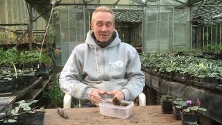 Echinops seeds sprouting on the plant at stinky ditch nursery December’19 [upl. by Anoy568]