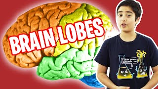 Brain Lobes and what they do  Human Brain Series [upl. by Asial]