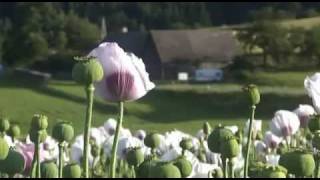 Mohn  Blume des Schlafs Teil 2 [upl. by Fleming]