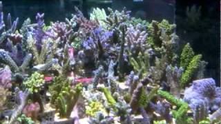 Vivid Aquariums incredible Acropora selection [upl. by Yekcim]