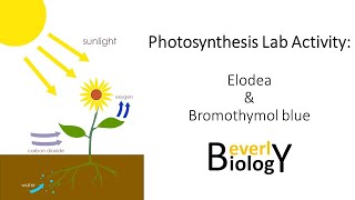 Photosynthesis video lab Elodea amp Bromothymol blue [upl. by Irreg283]