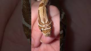 Satay 🥰 shorts snake hognose hognosesnake cute pets cutepets fyp metallica [upl. by Kinsley]