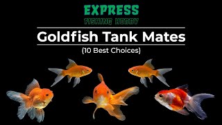 10 Best Tank Mates for Your Goldfish [upl. by Phina]