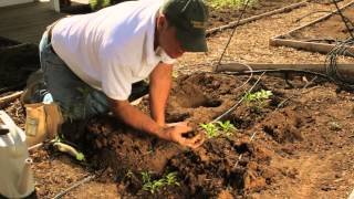 How to Plant Pepper Plants  Plant Spacing for Pepper Plants [upl. by Blunt]