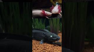 Axolotl Amazing facts Axolotls Unveiling the Secrets of Regeneration and Neoteny Axolotl [upl. by Jezabella971]