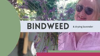 Getting rid of bindweed [upl. by Eckel676]