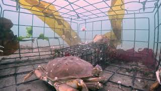 GoPro in crab trap 13 Things Heat Up Secrets of Crabbing [upl. by Nyrad]